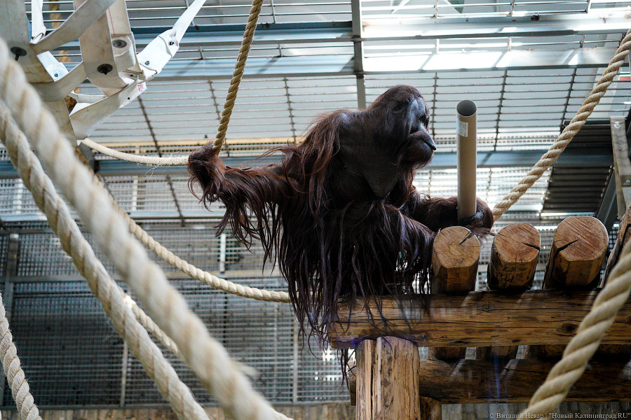 Принц Датский: как орангутан Антон обустроился в Калининградском зоопарке (фото)