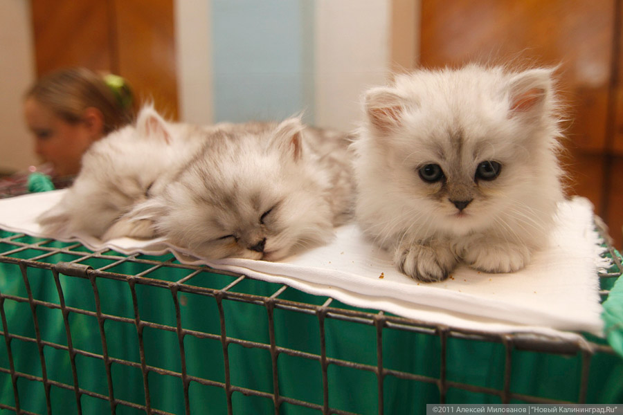 Мясо по-французски и «дождик»: какие опасности грозят животным в Новый год