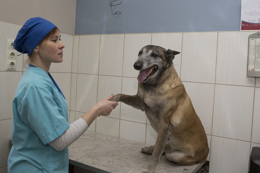 Ветслужба «Захаров и Фарафонтова»: реабилитация для четвероногих друзей