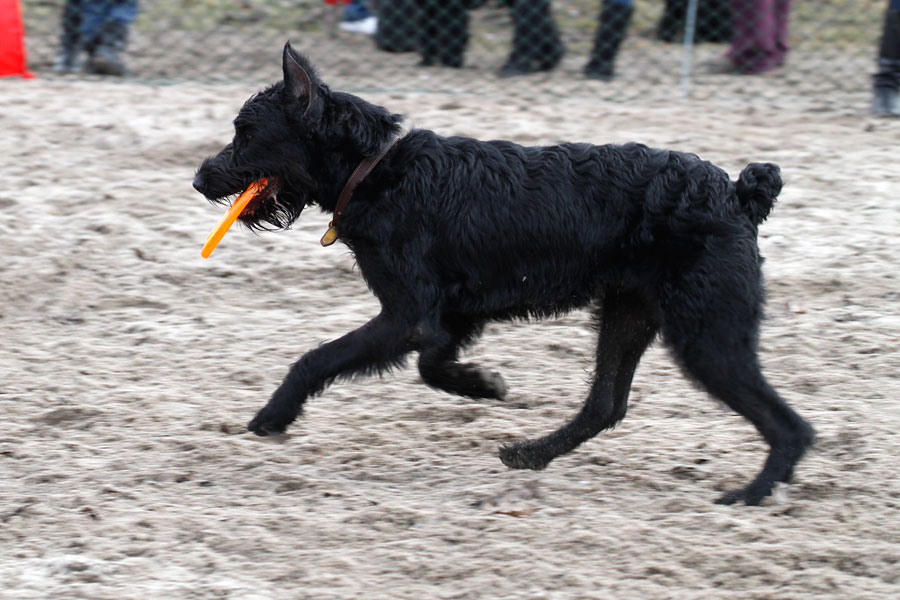 «Главные по тарелочкам»: фоторепортаж с соревнований по дог-фрисби