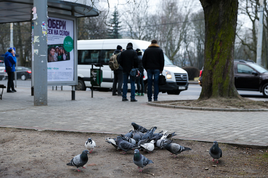 Жертвы транспортной войны: как калининградцы на работу добирались (фото)