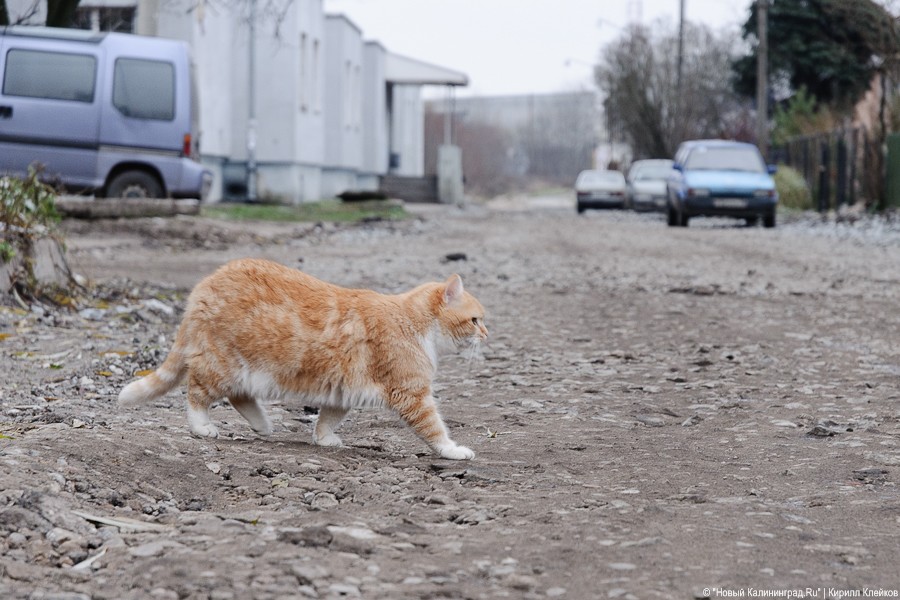 «А по камушкам, по камушкам»: фоторепортаж «Нового Калининграда.Ru»