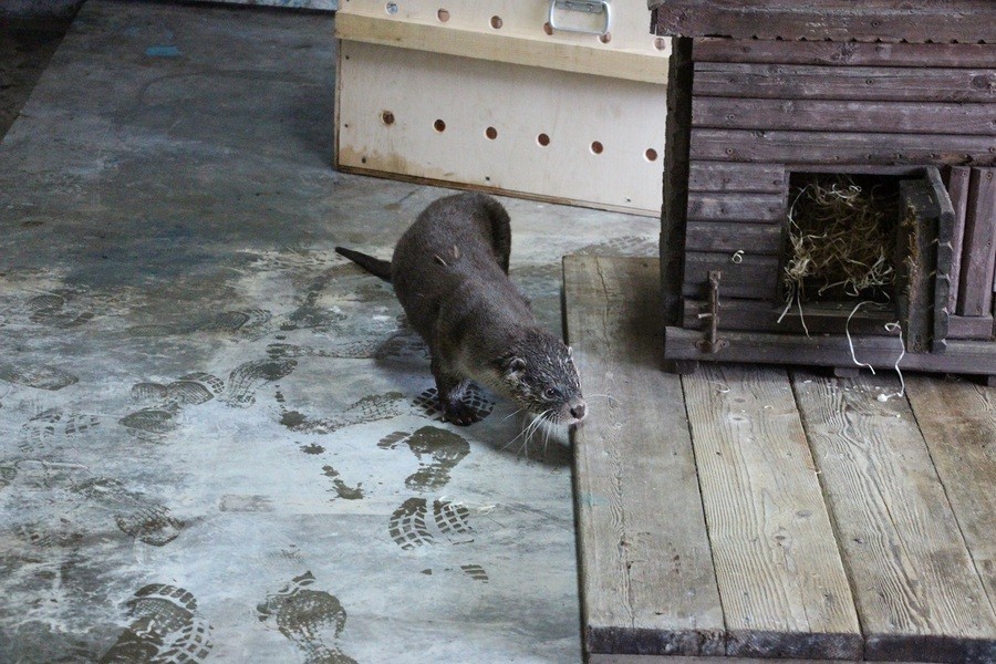 В Калининградский зоопарк привезли друга выдре Карибо (фото)