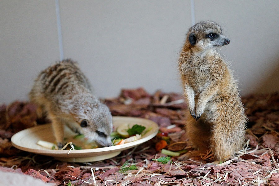 Фото — Виталий Невар, «Новый Калининград»