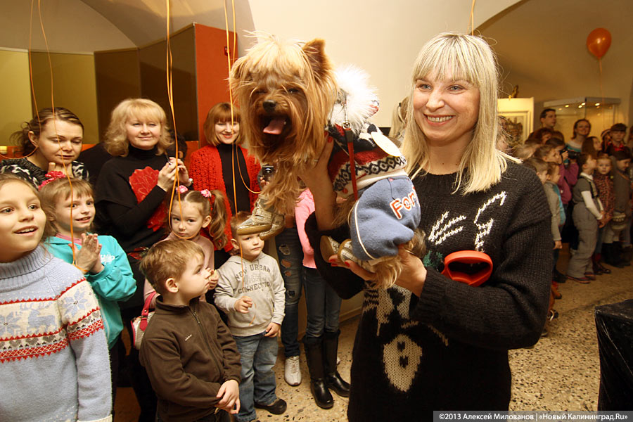 «Ой какая маленькая»: дефиле мини-собачек в музее янтаря
