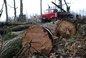В Майском лесу Светлогорска вырублено 50 деревьев 