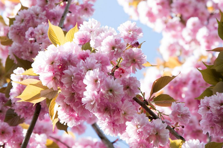 Ниндзя под яблоней: посмотрите, как цветёт закрытый Ботанический сад