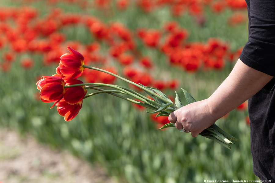 В Калинково открыли для посетителей тюльпановое поле (фото)