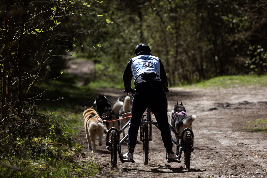 Совсем не Джек Лондон: как калининградцы с питомцами соревновались в ездовом спорте (фото)