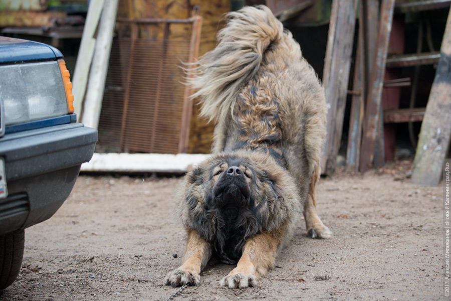 Три этажа собак: как в одной конюшне разместились 70 бездомных животных
