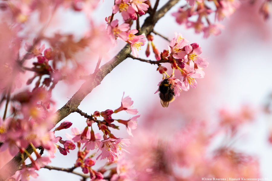 Розовое облако: в Калининграде расцвела сакура (фото)