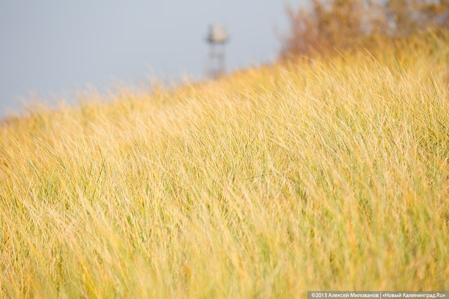 Калининградские аграрии заявили о критической ситуации с вывозом зерна