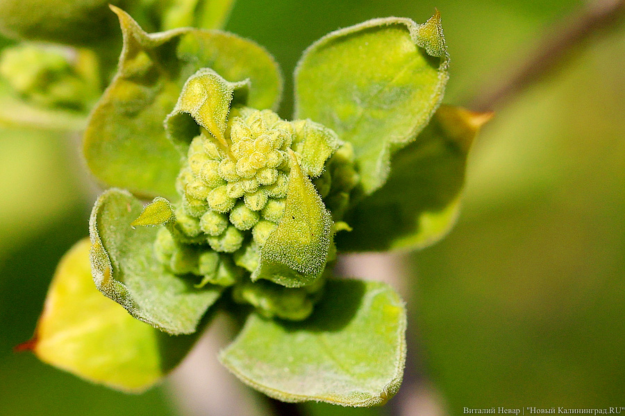 Тот, кто любит цветы: в Калининграде цветёт Ботанический сад (фото)