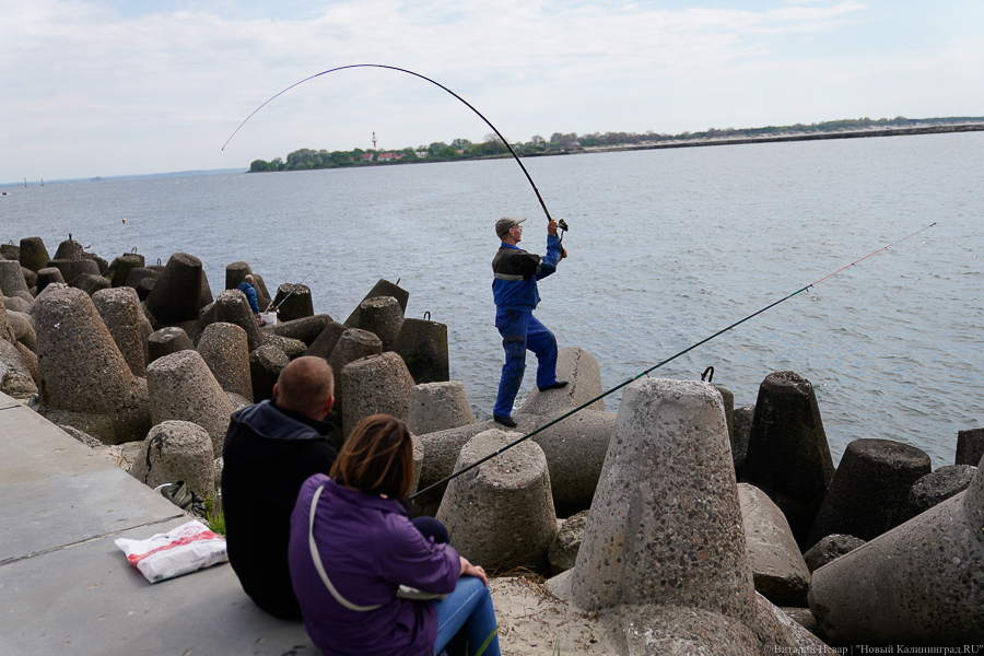 Алиханов: мы провели «спецоперацию» по ввозу в регион личинки угря