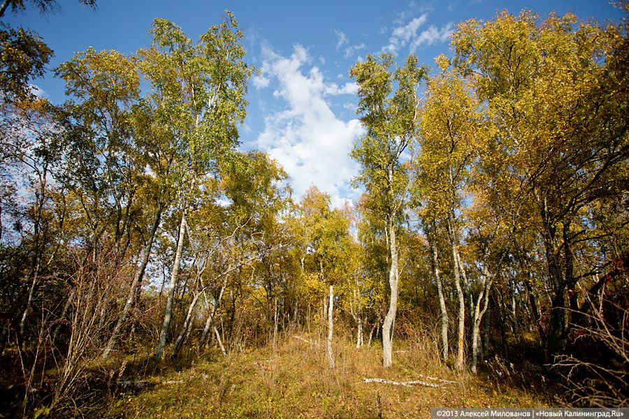 Багрец и золото: яркая осень на Куршской косе (фото)