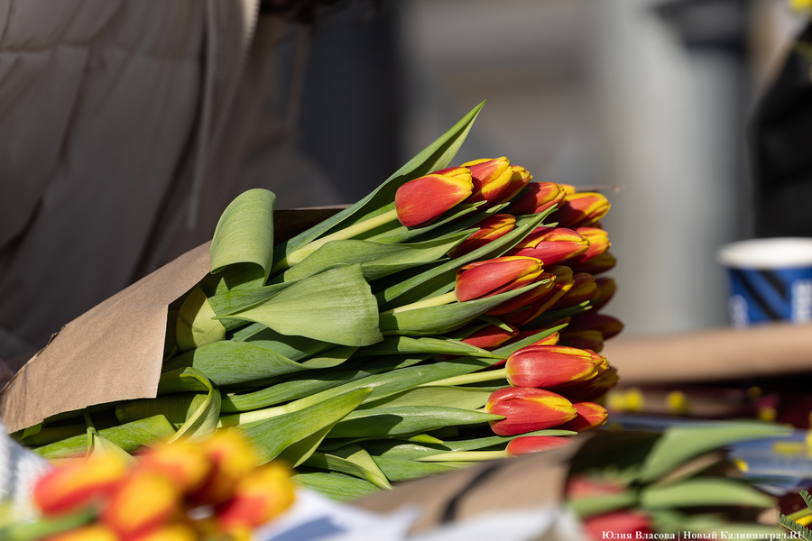Кругом мимозы и тюльпаны: как выглядят улицы Калининграда 8 марта (фото)