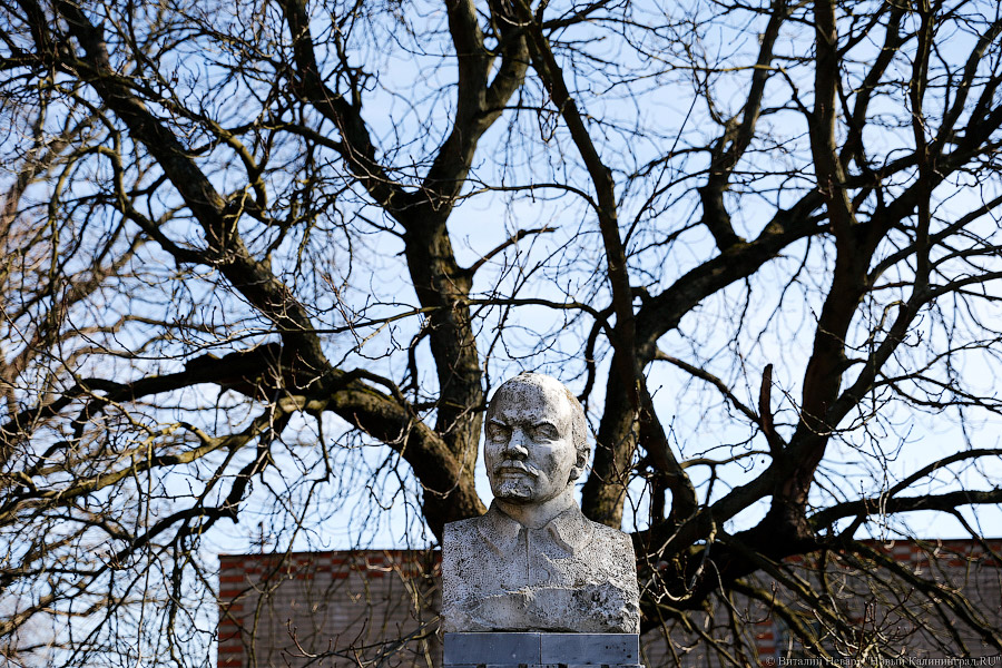 Пеньки в Холмогоровке: кто вырубает лесопарк под Калининградом