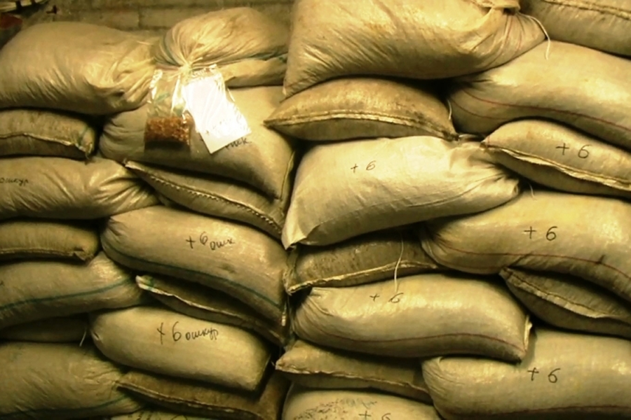 В Балтийске в немецком форту полиция нашла тайник с янтарём на 87 миллионов евро (фото)