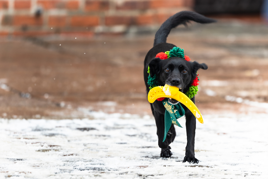 Цвет настроения — красный: на острове Канта прошёл благотворительный забег Дедов Морозов
