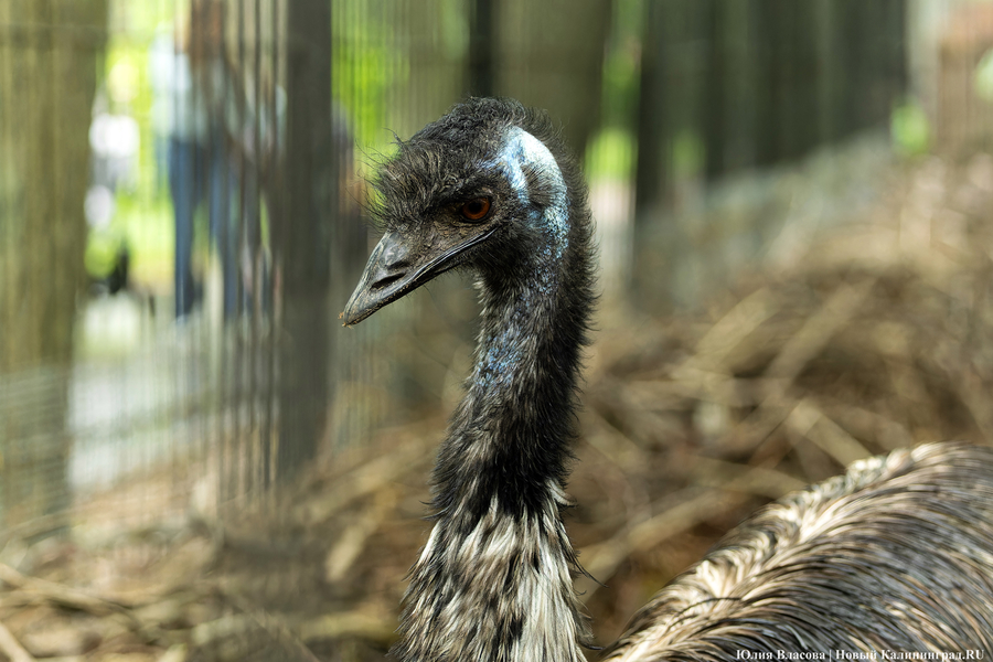 Вольные птицы: в зоопарке Калининграда пернатых выпустили в водоемы (фото)