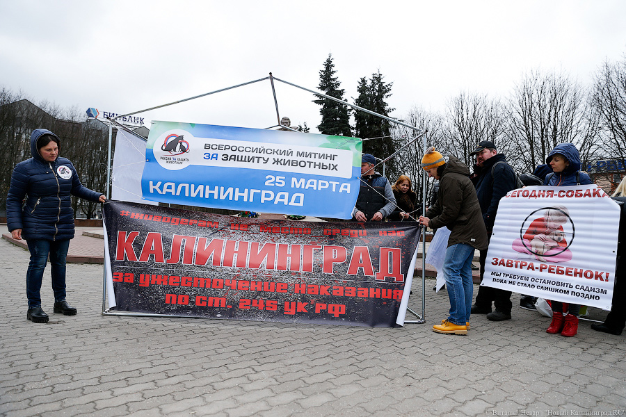 Вместе против живодеров: в Калининграде митинговали в защиту животных