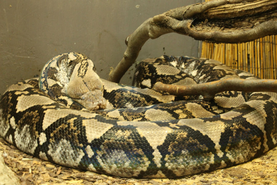 Фото пресс-службы Калининградского зоопарка