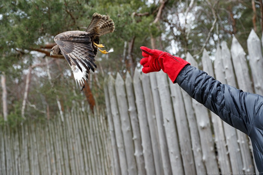 Пятеро местных и один залетный: на Куршской косе выпустили на волю канюков (фото)