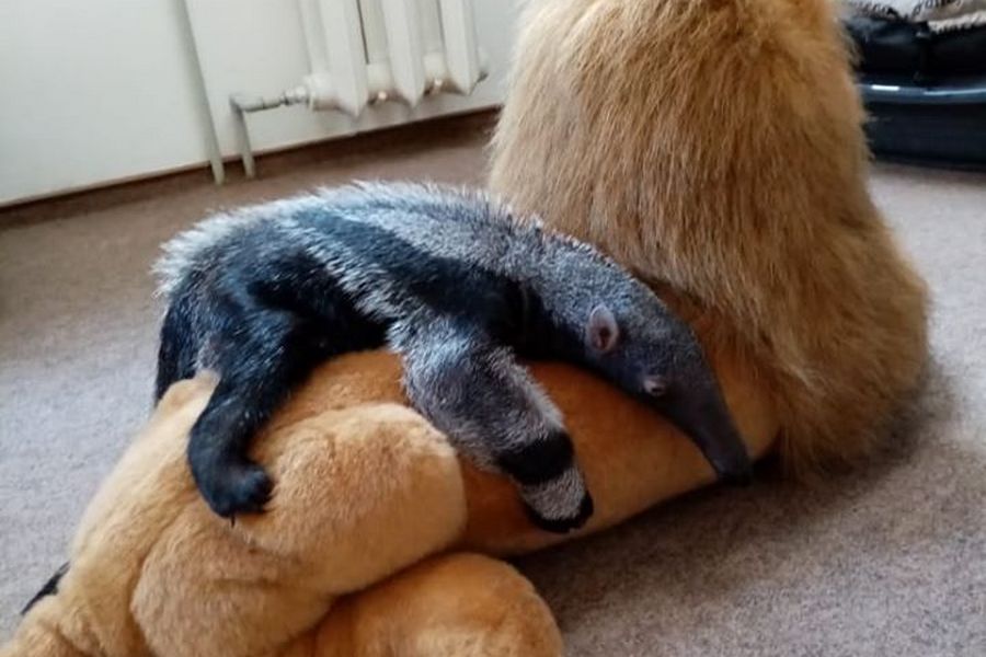 Фото предоставлено Калининградским зоопарком