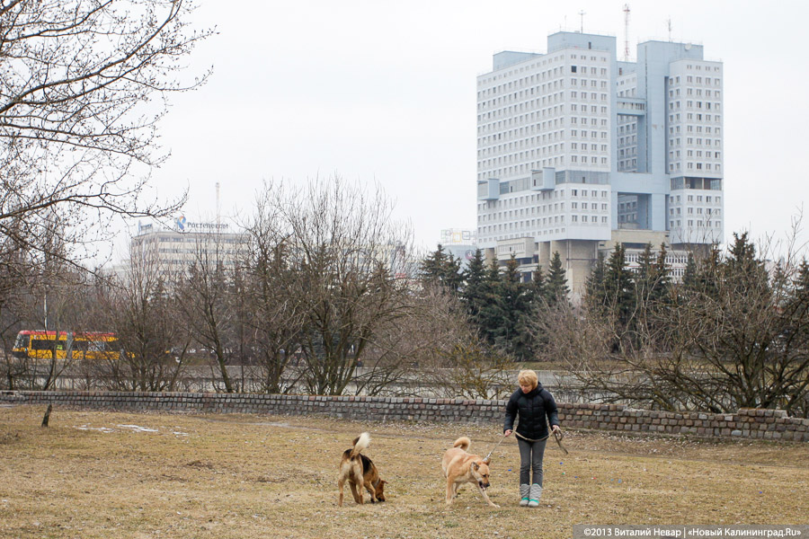 «Друзей не выбрасывают!»: В Калининграде началась акция, посвященная домашним животным