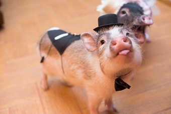 pig.jpg