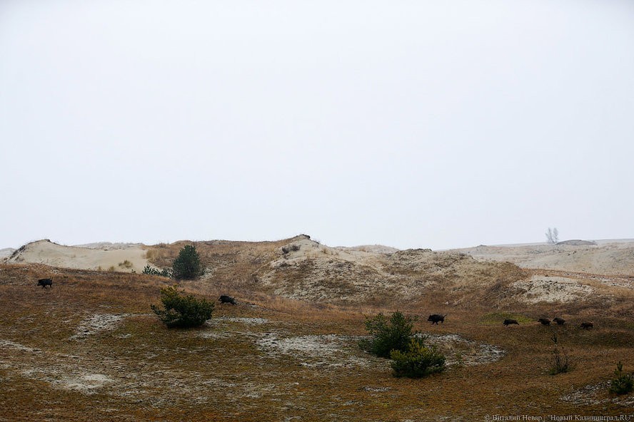 _NEV5290.jpg _NEV5290.jpg