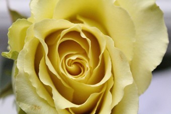 flower_6.jpg