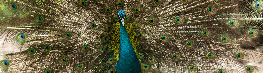 2024.06 зоопарк, птица, павлин 14.JPG