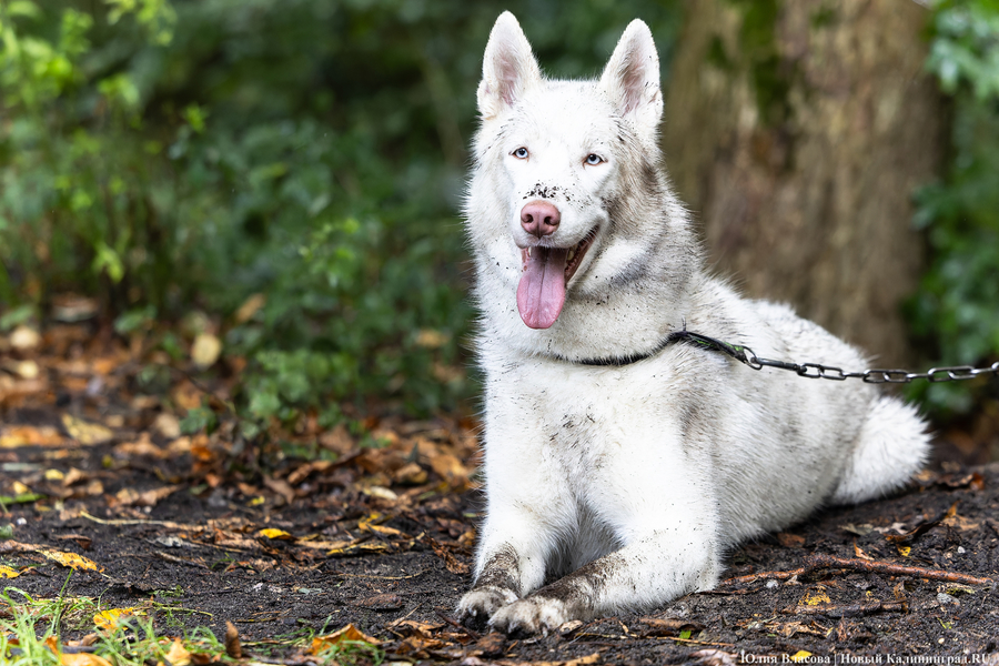 2024.09 собаки, собака 19.JPG