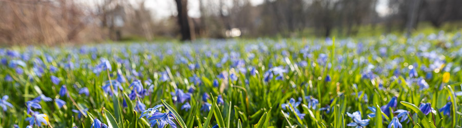 2023.04 ботанический сад, цветы, весна, первоцветы 8_cr.jpg 2023.04 ботанический сад, цветы, весна, первоцветы 8_cr.jpg