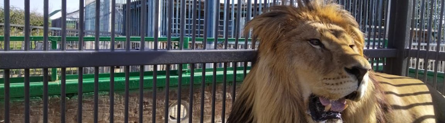 тигран.jpg тигран.jpg