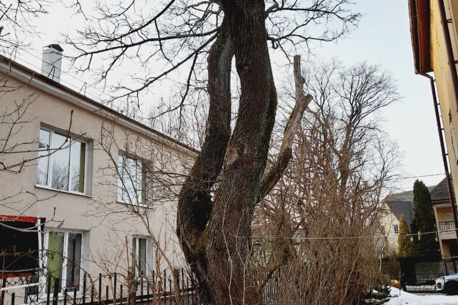 cropped-imag ДЕРЕВО ЗИТМА"К.jpg cropped-imag ДЕРЕВО ЗИТМА"К.jpg