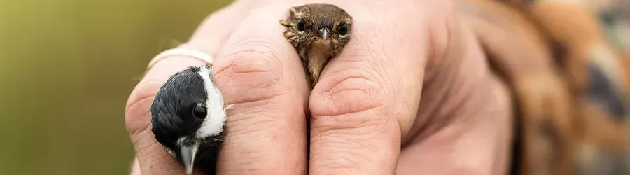 птицы.jpg птицы.jpg