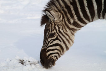 zoo_winter-8.jpg