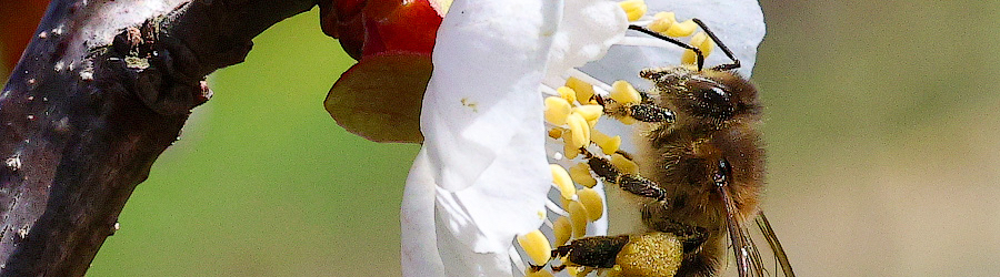 пчелы01.jpg