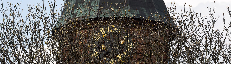 2023.04 кафедральный собор, весна, почки.jpg