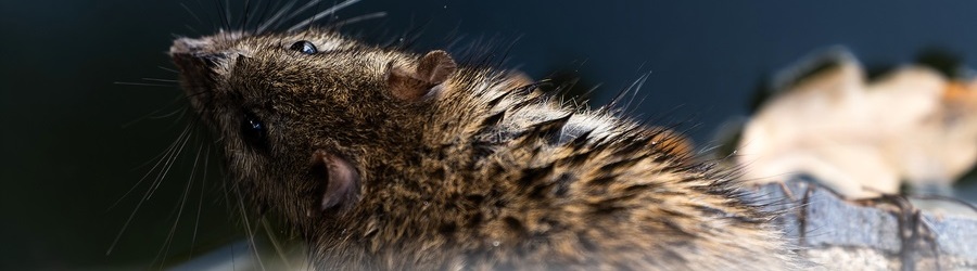 hn3nxf61edsn8vuopbxmawp1csrypn6y (1).jpg