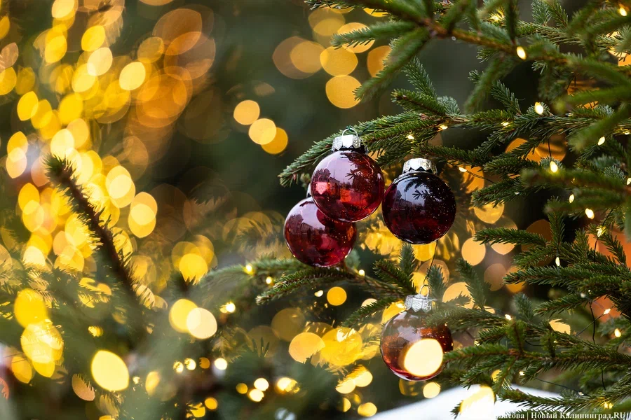 2023.12 зеленоградск, новый год, украшение города, елка, елки 2.JPG