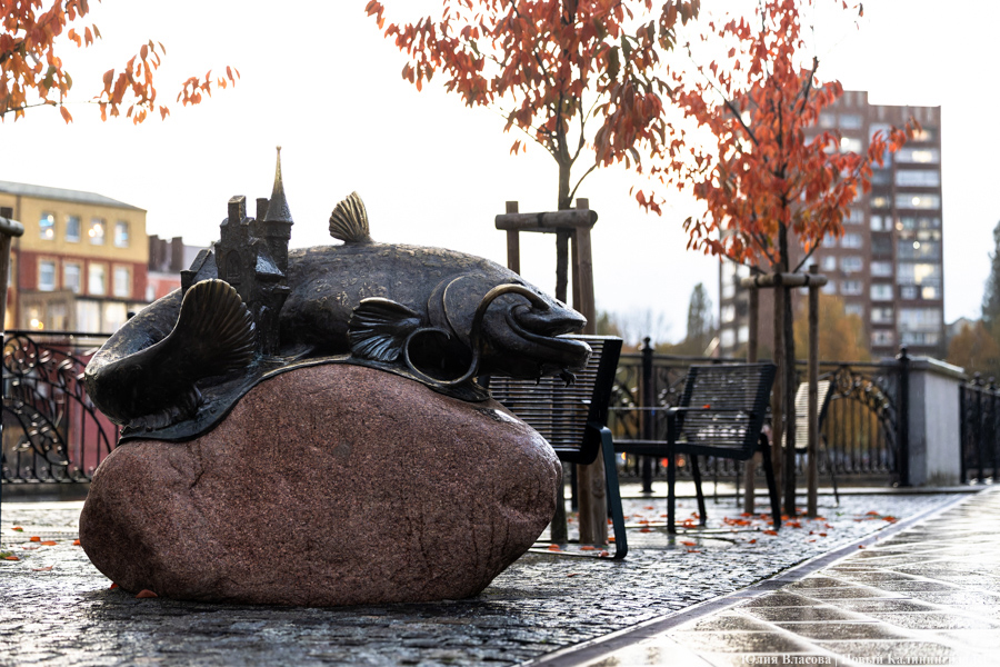 сом.jpg сом.jpg