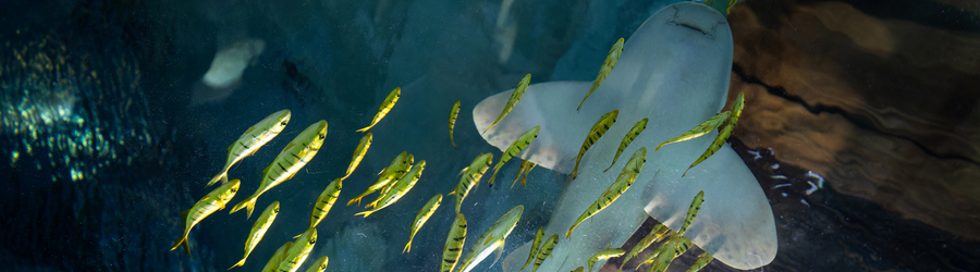 2025.08 ммо, музей мирового океана, планета океан, аквариумы 11-2.jpg 2025.08 ммо, музей мирового океана, планета океан, аквариумы 11-2.jpg