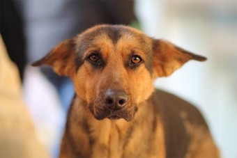 dog_8.jpg