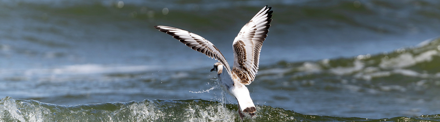 2024.08 море, чайка 01-2.jpg 2024.08 море, чайка 01-2.jpg