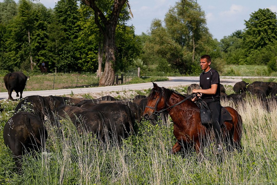 _NEV3190.jpg _NEV3190.jpg