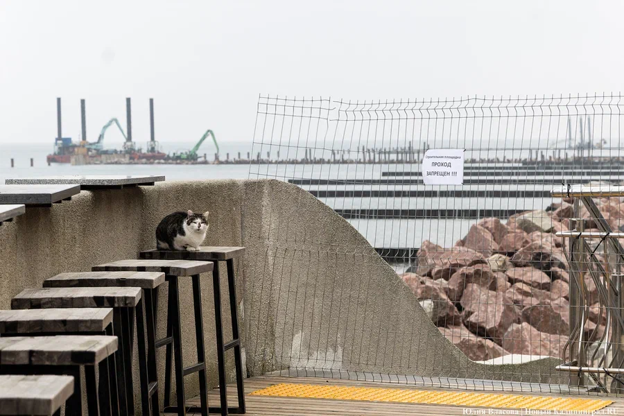 2025.01 светлогорск, променад 46 кот, кошка.JPG