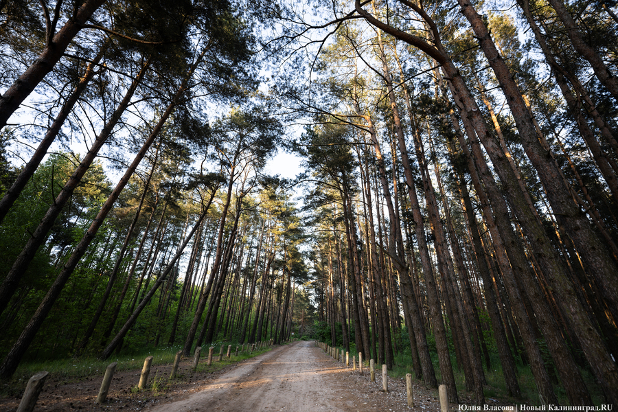 2025.05 лес, сосны 09.JPG